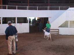 In the center ring it's Gruff the Goat !!