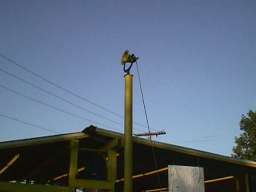 The coveted Corn Bell !!